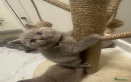 British Shorthair cats for sale: BRITISH SHORT HAIR LILAC KITTENS  - Advert 7