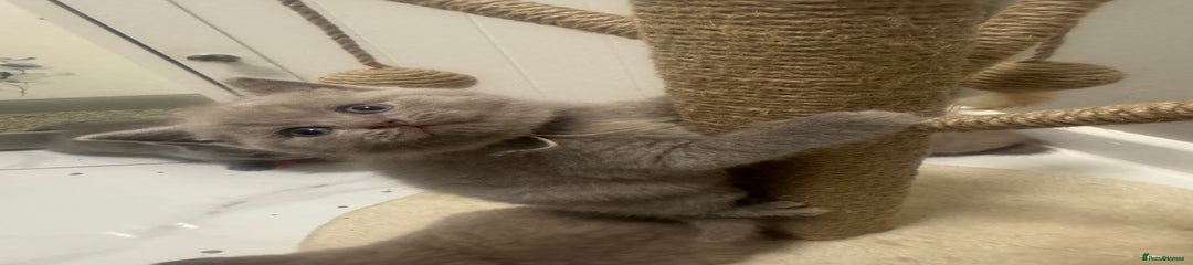 British Shorthair Kitten 3