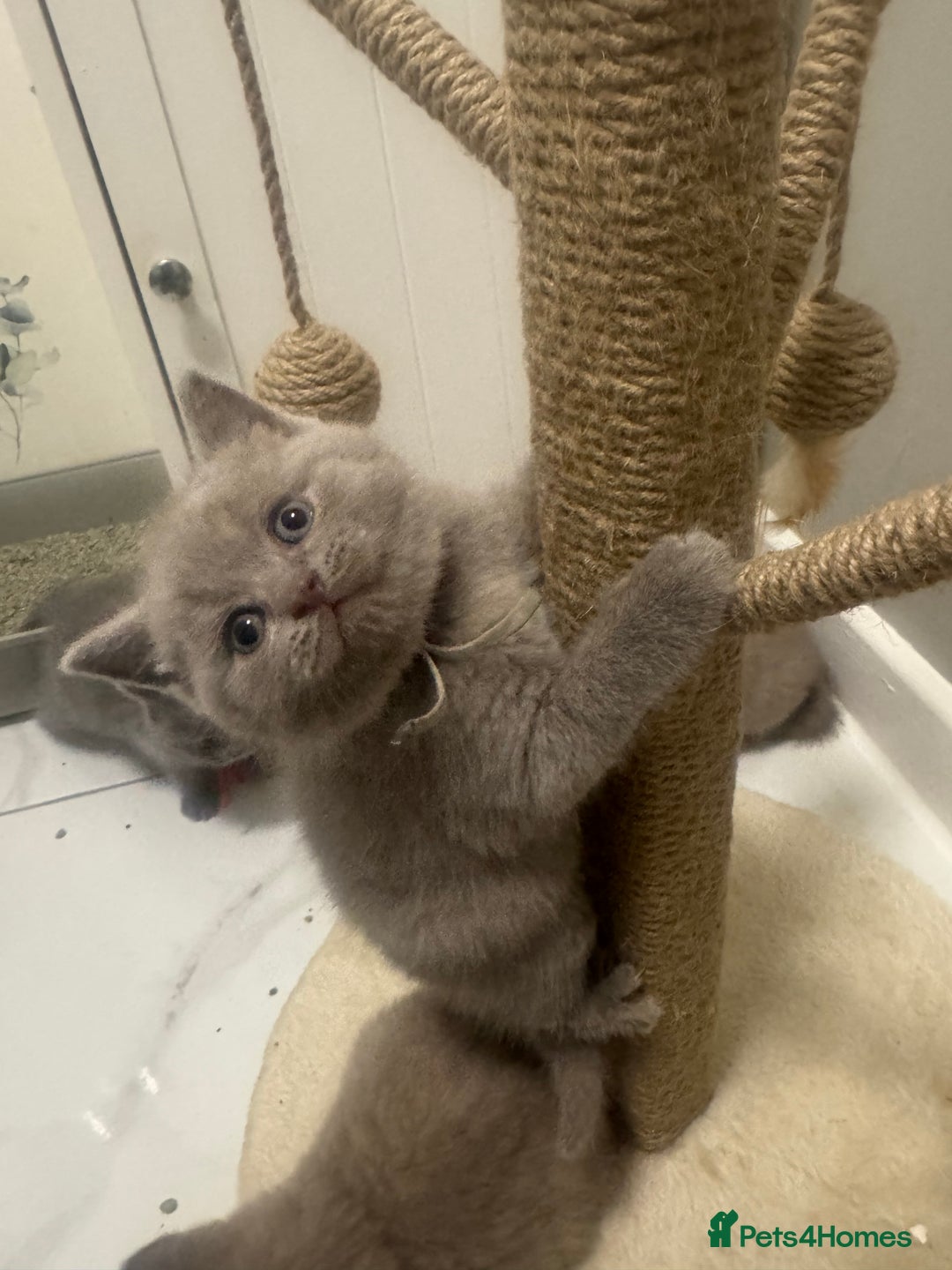 British Shorthair cats for sale: BRITISH SHORT HAIR LILAC KITTENS  - Advert 7