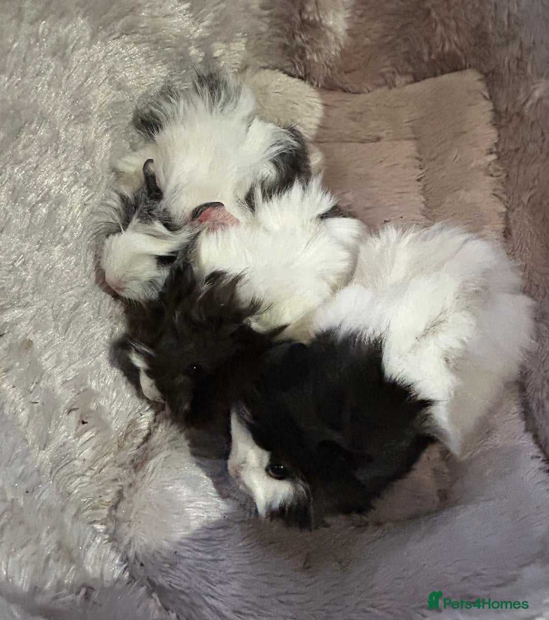 Guinea Pig rodents for sale: GORGEOUS BABY GUINEA PIGS - Advert 19