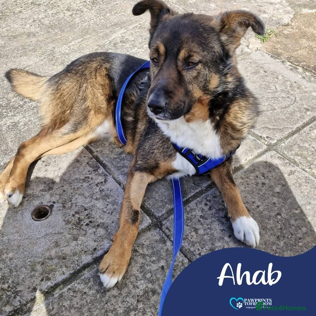 Mixed Breed dogs Meet Ahab, currently residing in Somerset - Advert 1