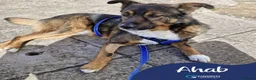 Mixed Breed dogs for adoption: Meet Ahab, currently residing in Somerset - Advert 1