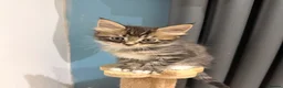 Mixed Breed cats for sale: Raccoon Kittens  - Advert 15