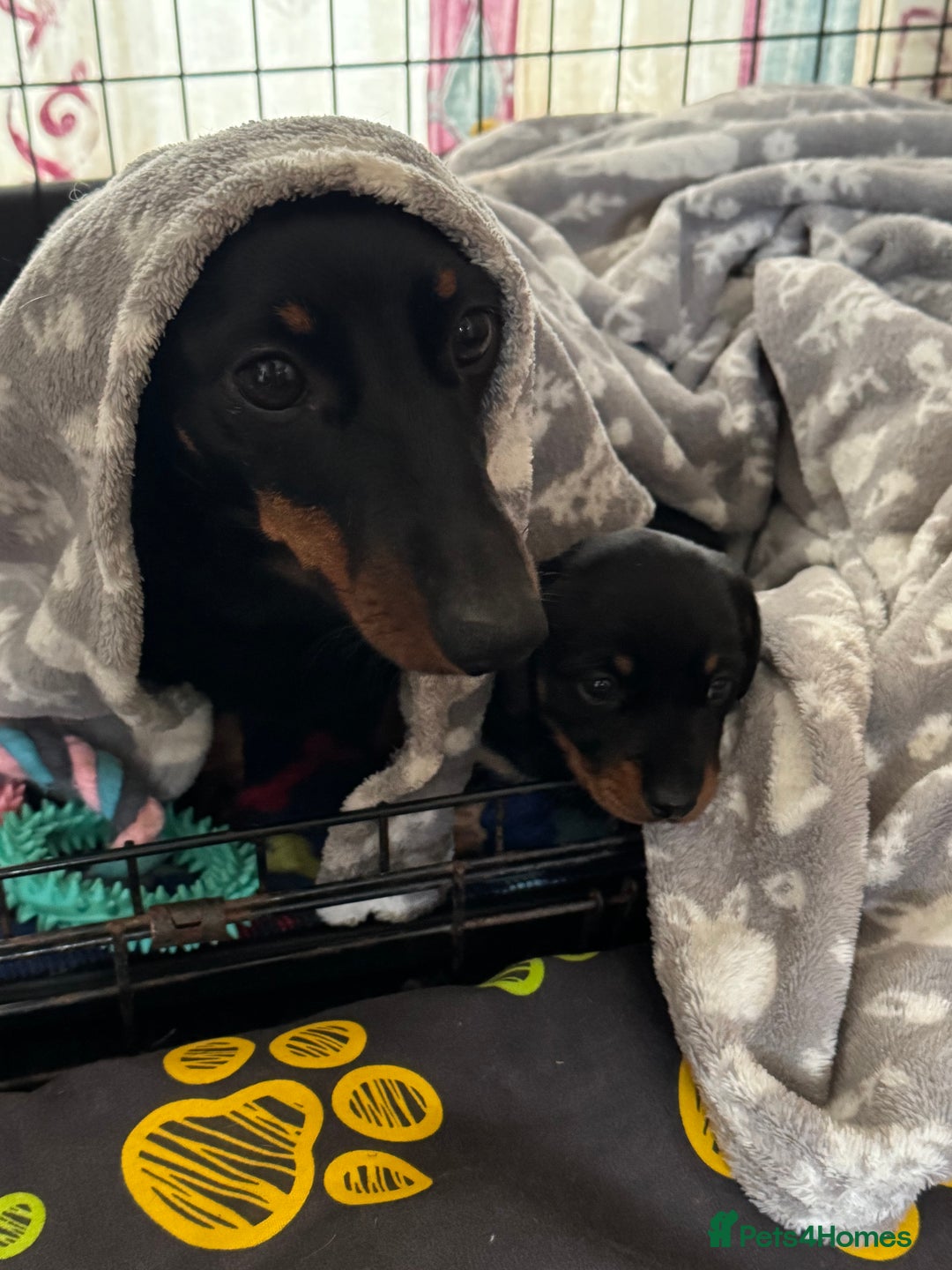 Miniature Dachshund dogs for sale: Miniature dachshund  - Image 5