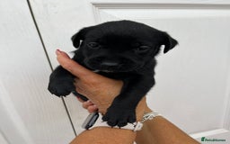 Mixed Breed dogs for sale: 4 week old puppies - Image 10