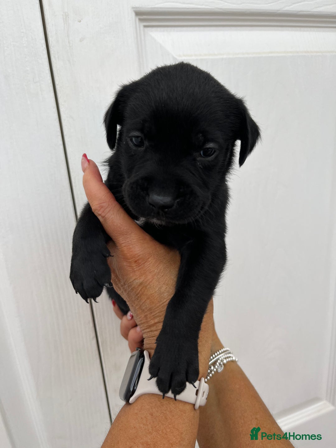 Mixed Breed dogs for sale: 4 week old puppies - Image 10