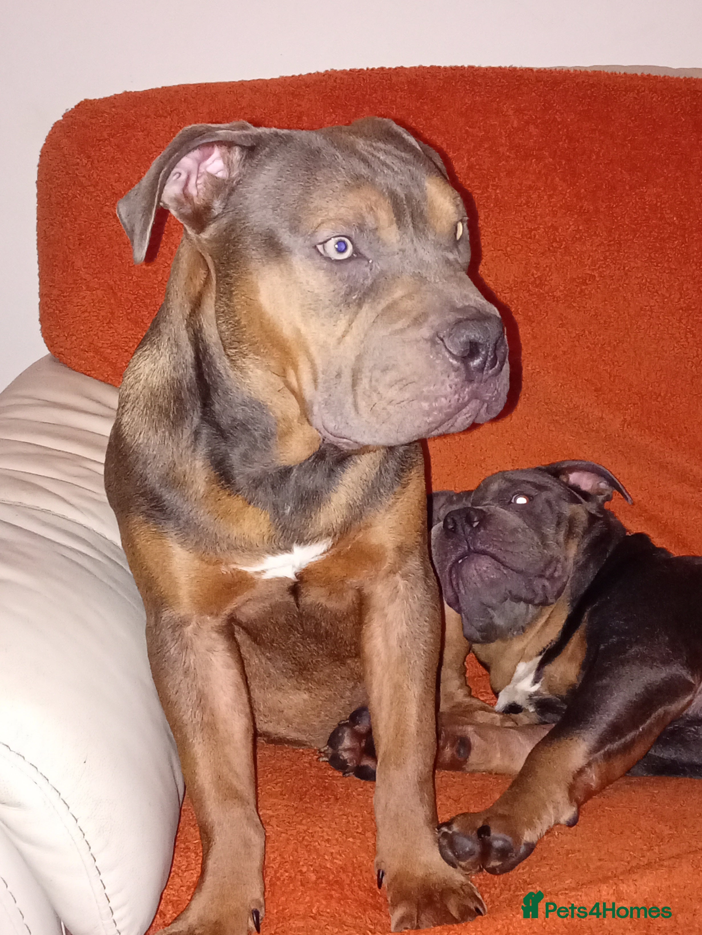 American Bully dogs Lilac tri pocket bully  - Advert 22