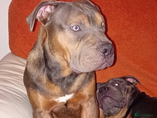 American Bully dogs Lilac tri pocket bully - Advert 22