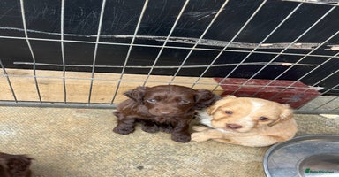 Cocker Spaniel dogs - Advert 13