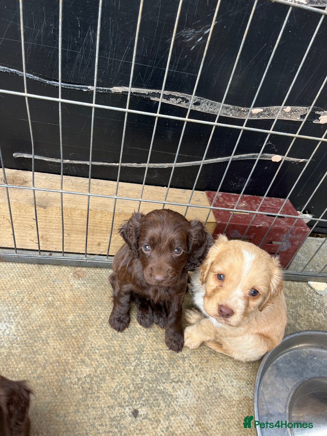 Cocker Spaniel dogs for sale: Cocker spaniel  - Image 3