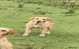 Mixed Breed dogs for sale: Hungarian Vizsla X Labrador Retriever - Advert 1