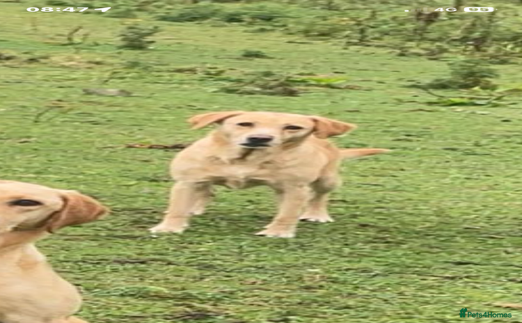 Mixed Breed dogs Hungarian Vizsla X Labrador Retriever - Advert 1