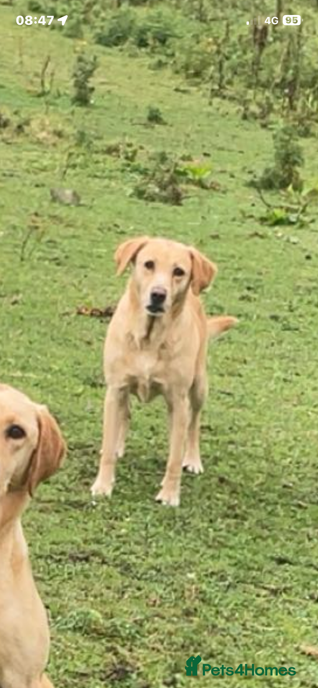 Mixed Breed dogs for sale: Hungarian Vizsla X Labrador Retriever - Advert 1