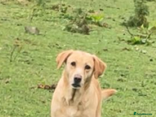 Mixed Breed dogs for sale: Hungarian Vizsla X Labrador Retriever - Advert 1