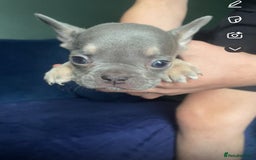 French Bulldog dogs for sale: French bulldog puppies ***ALL SOLD *** - Image 9