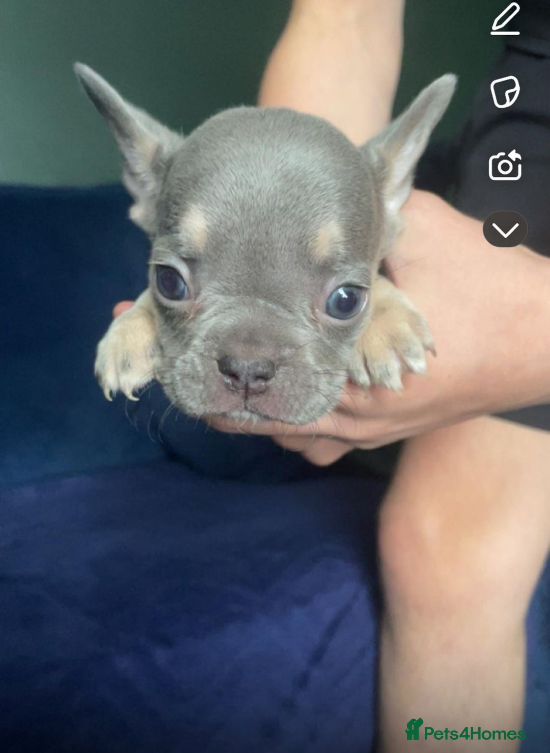 French Bulldog dogs for sale: French bulldog puppies ***ALL SOLD *** - Image 9
