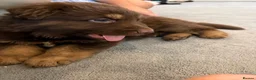 German Shepherd dogs for sale: Beautiful long haired German Shepherd puppies - Advert 11
