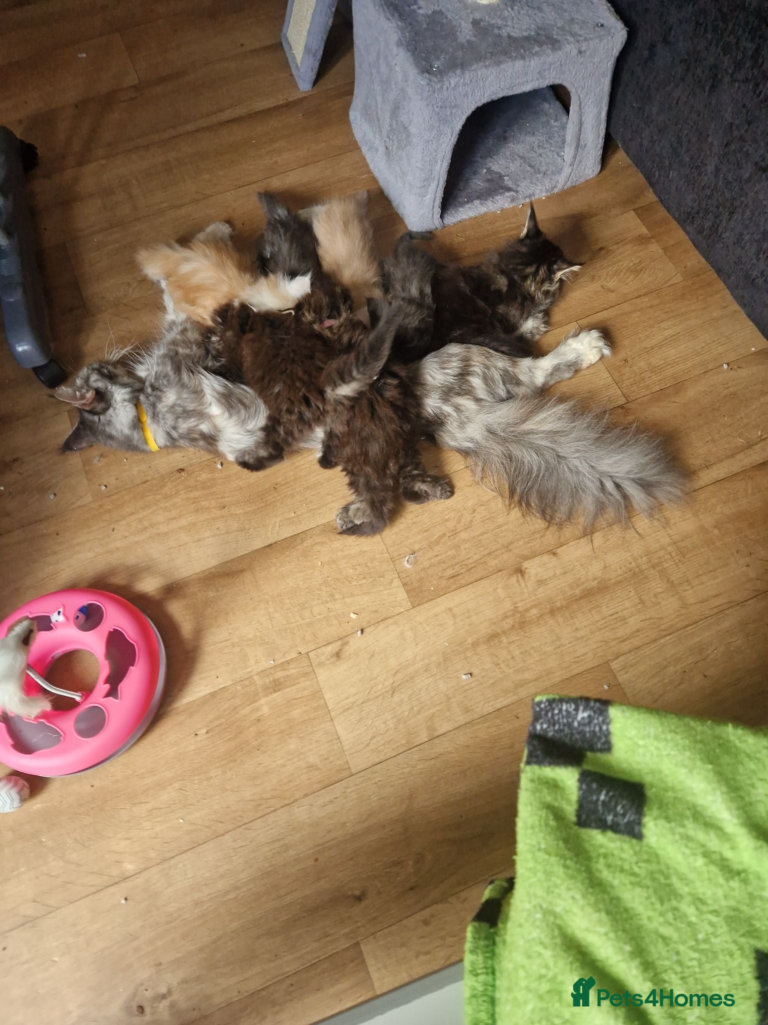 Maine Coon cats Gorgeous mainecoon kittens  - Advert 1