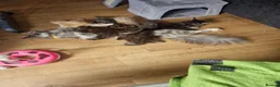 Maine Coon cats for sale: Gorgeous mainecoon kittens  in Hailsham - Advert 1