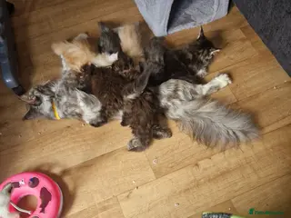 Maine Coon cats Gorgeous mainecoon kittens - Advert 2