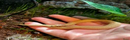 Snake reptiles for sale: Stunning superconda hognose snake male with viv - Advert 3