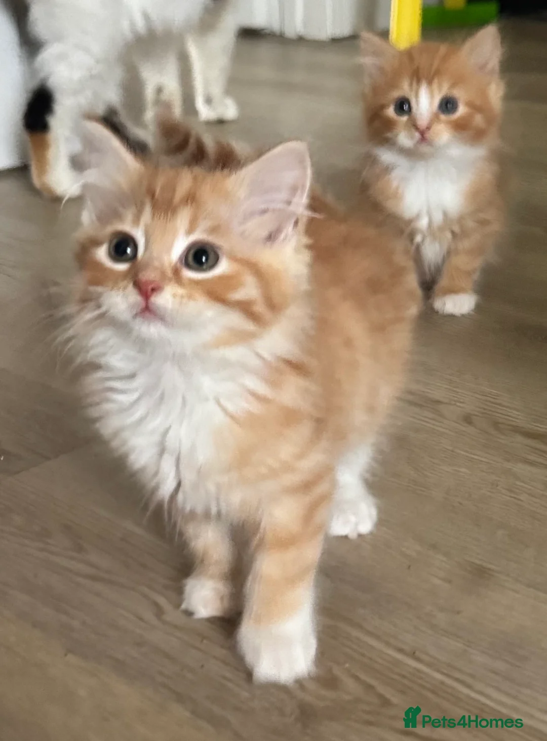 Mixed Breed cats for sale: Adorable Fluffy Kittens - Advert 6