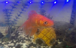 Goldfish fish for sale: Variety of fish and tank for sale in Cheltenham - Image 7
