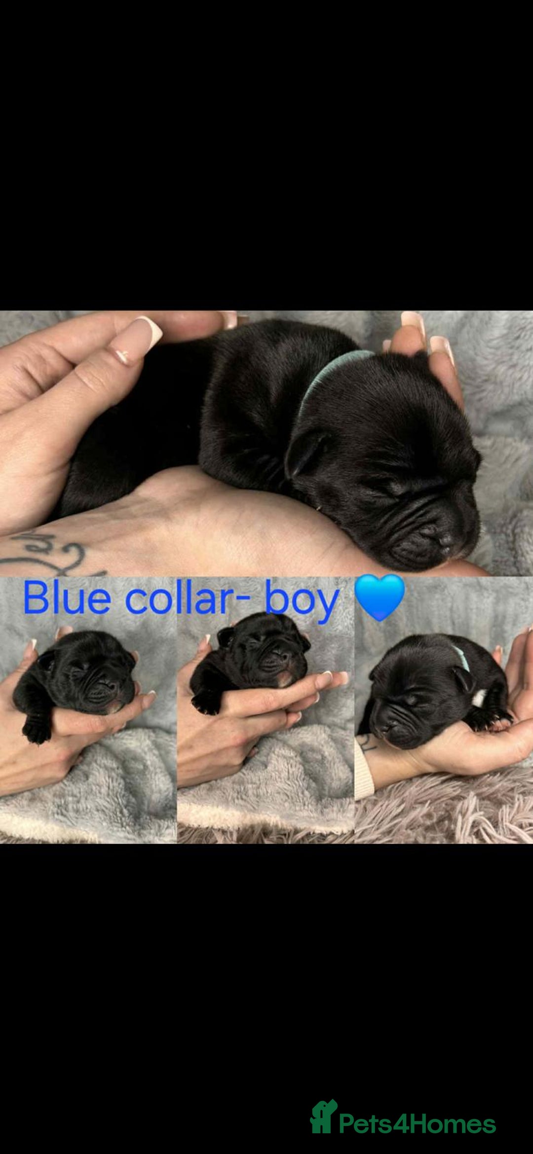 Staffordshire Bull Terrier dogs for sale: blue / black staffordshire bull terrier KC Pups - Advert 5