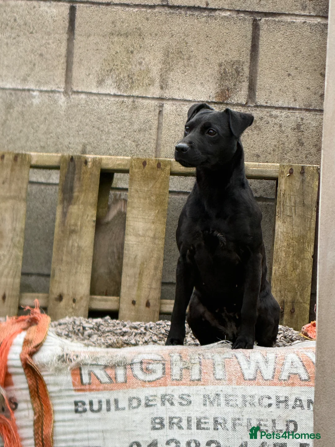 Patterdale Terrier dogs for sale: Patterdale female  - Advert 2