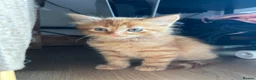 Mixed Breed cats for sale: 4 lovely mixed colour kittens in Hull - Advert 6