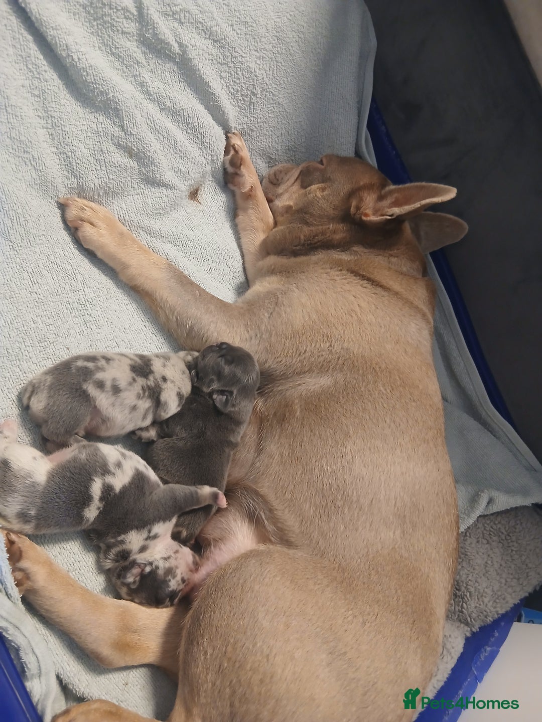 French Bulldog dogs for sale: French Bulldog Merles carrying fluffy ready to go. - Advert 15