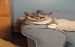 Exotic cats for sale: Beautiful exotic tourtie and white girl  - Image 1