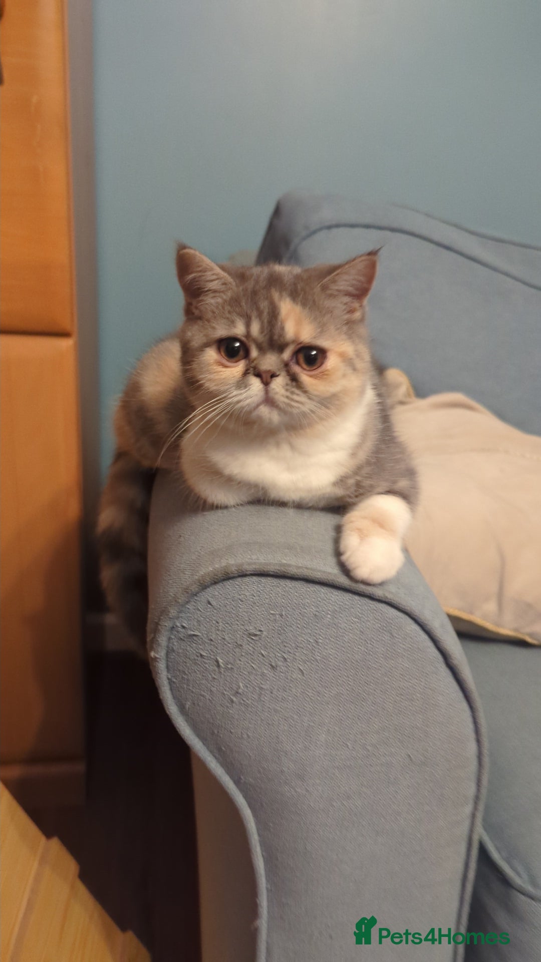 Exotic cats for sale: Beautiful exotic tourtie and white girl  - Image 1