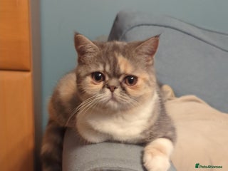 Exotic cats Beautiful exotic tourtie and white girl - Advert 9