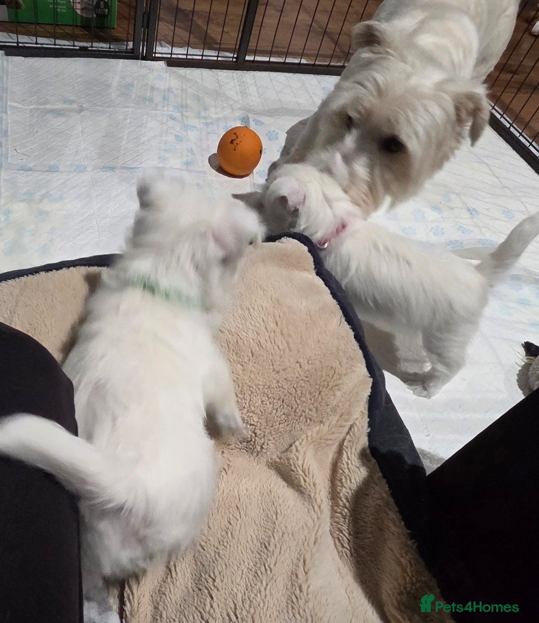 West Highland Terrier dogs for sale: Gorgeous pedigree westies, excellent bloodlines - Image 15