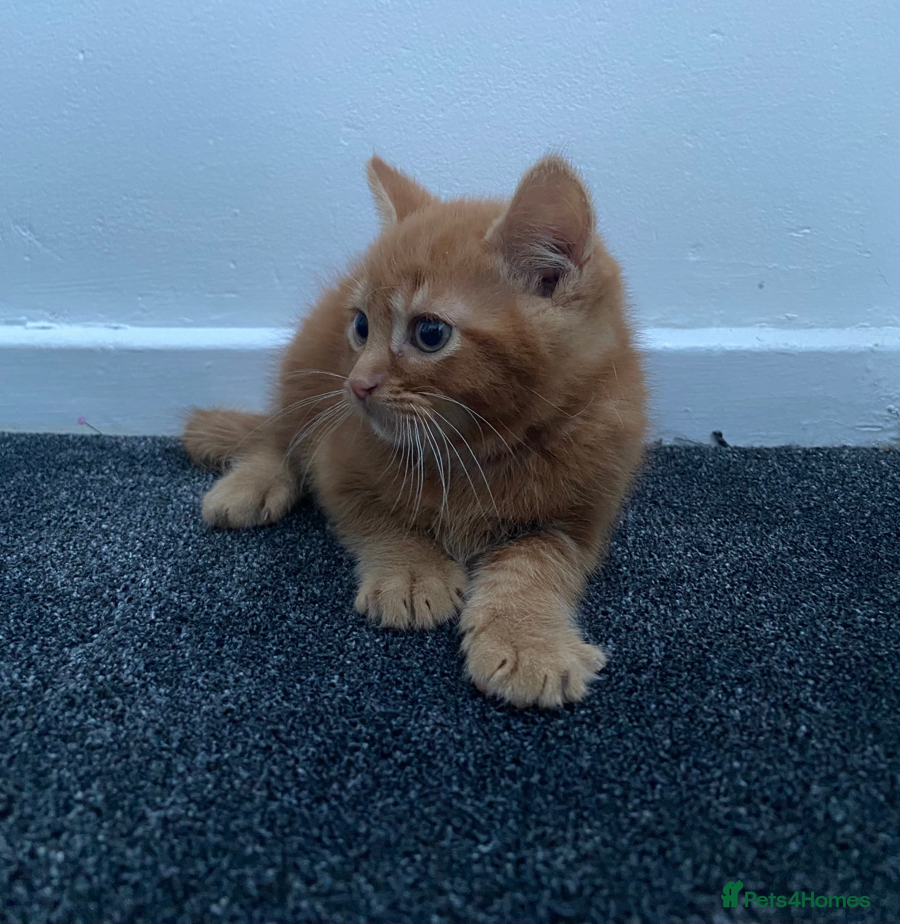 Mixed Breed cats Fluffy ginger kitten awaiting forever home🏡 - Advert 2