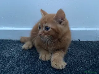 Mixed Breed cats Fluffy ginger kitten awaiting forever home🏡 - Advert 17