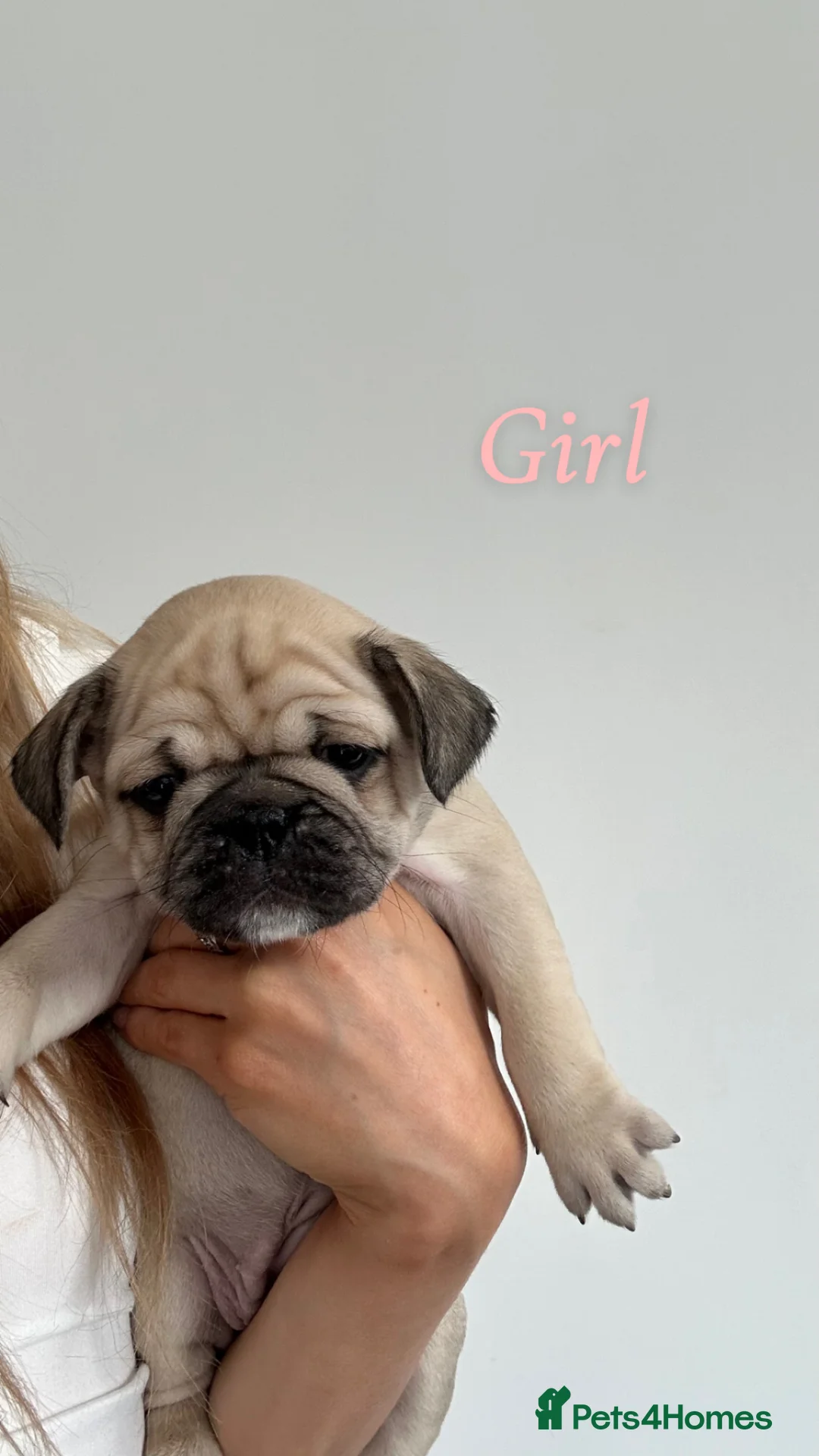 Frug dogs for sale: 6 FRUG puppies for sale in Marlow - Advert 1