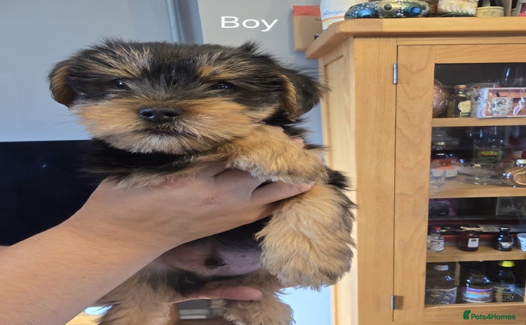 Yorkshire Terrier dogs - Advert 7