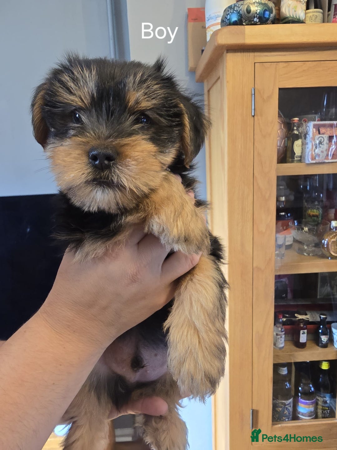 Yorkshire Terrier dogs for sale: Yorkshire terrier My Dog Luna have 4 puppies  - Image 1