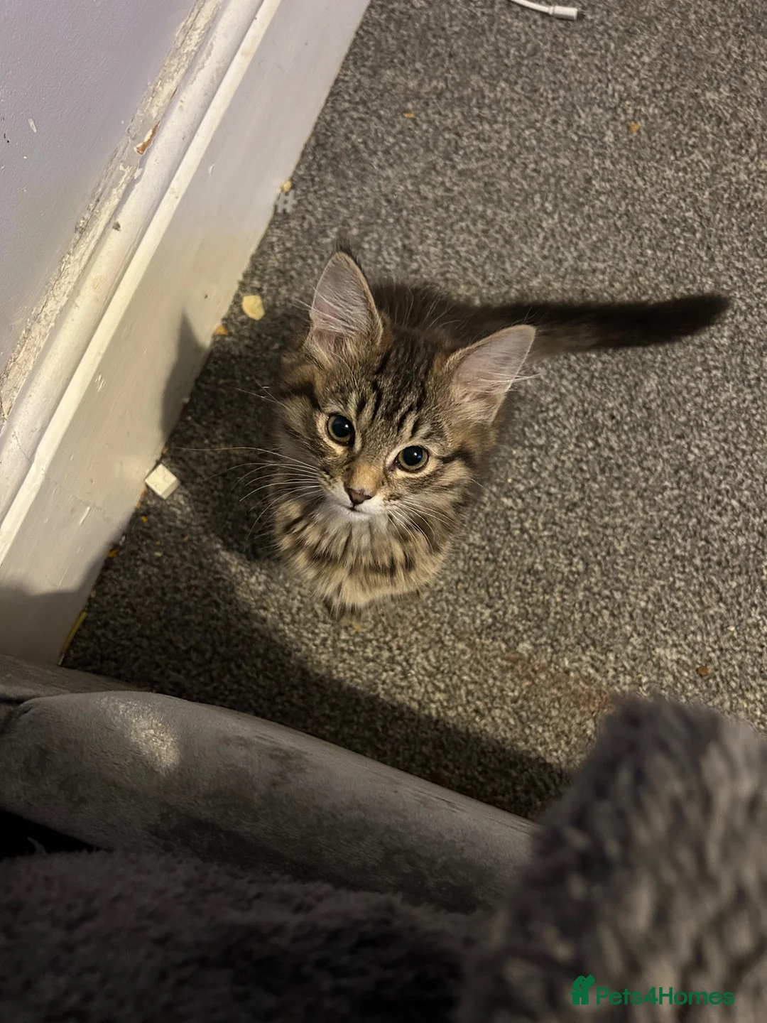 Mixed Breed cats for sale: European beautiful little girl - Advert 16