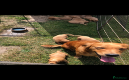 Golden Retriever dogs for sale: Beautiful Health Tested Puppies  - Image 8