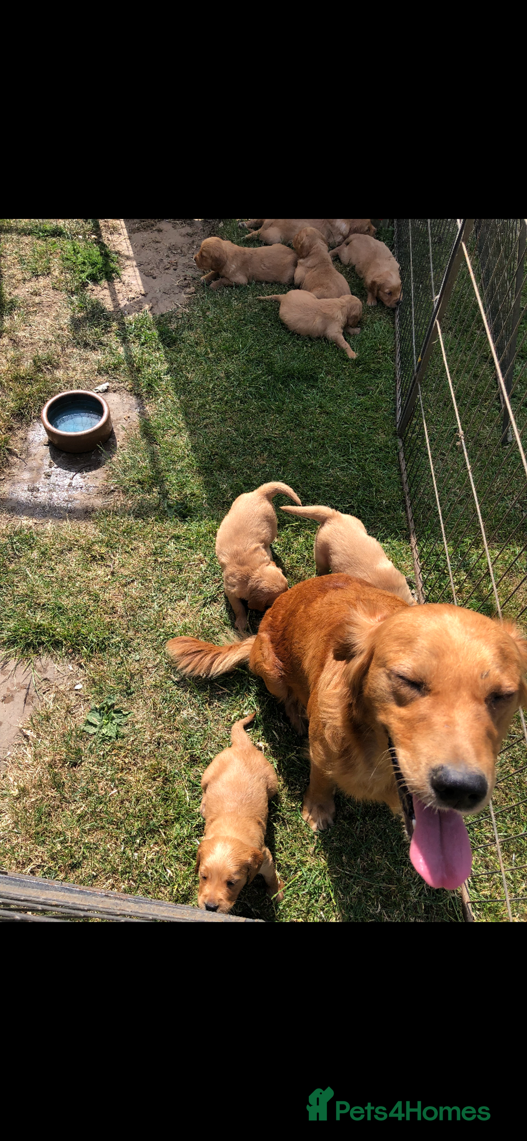 Golden Retriever dogs for sale: Beautiful Health Tested Puppies  - Image 8