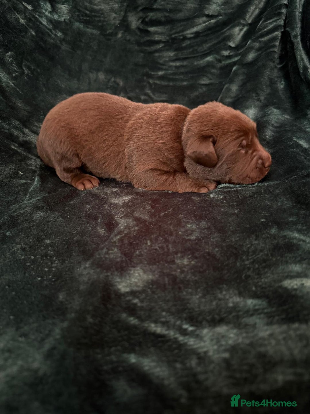 Labrador Retriever dogs for sale: Beautiful Chocolate Labrador Puppies  - Advert 7