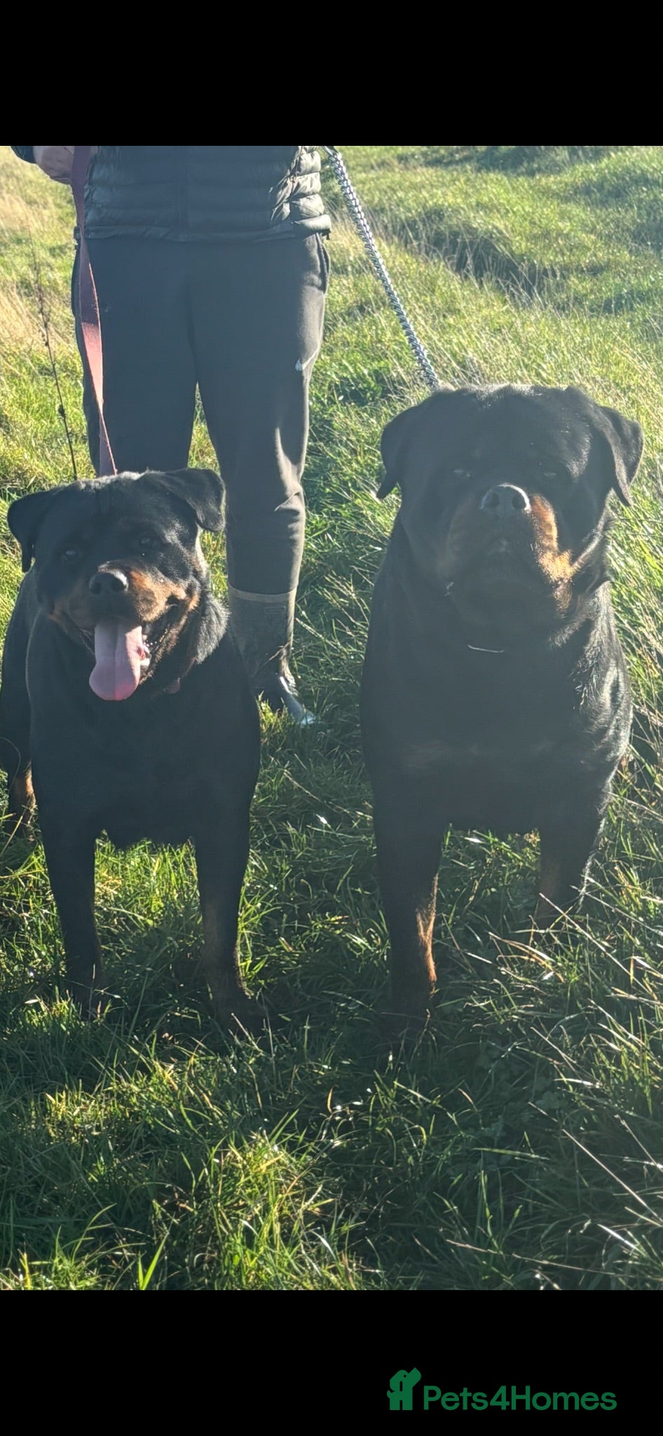 Rottweiler dogs Champion Rottweiler KC Registered Puppies - Advert 1