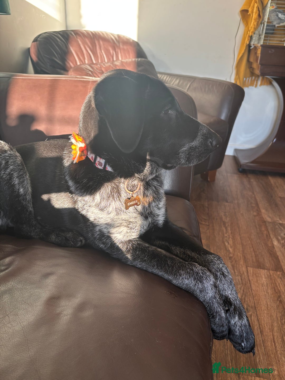 Mixed Breed dogs for sale: Pointer x Chow chow - Advert 7