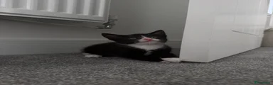 simba 