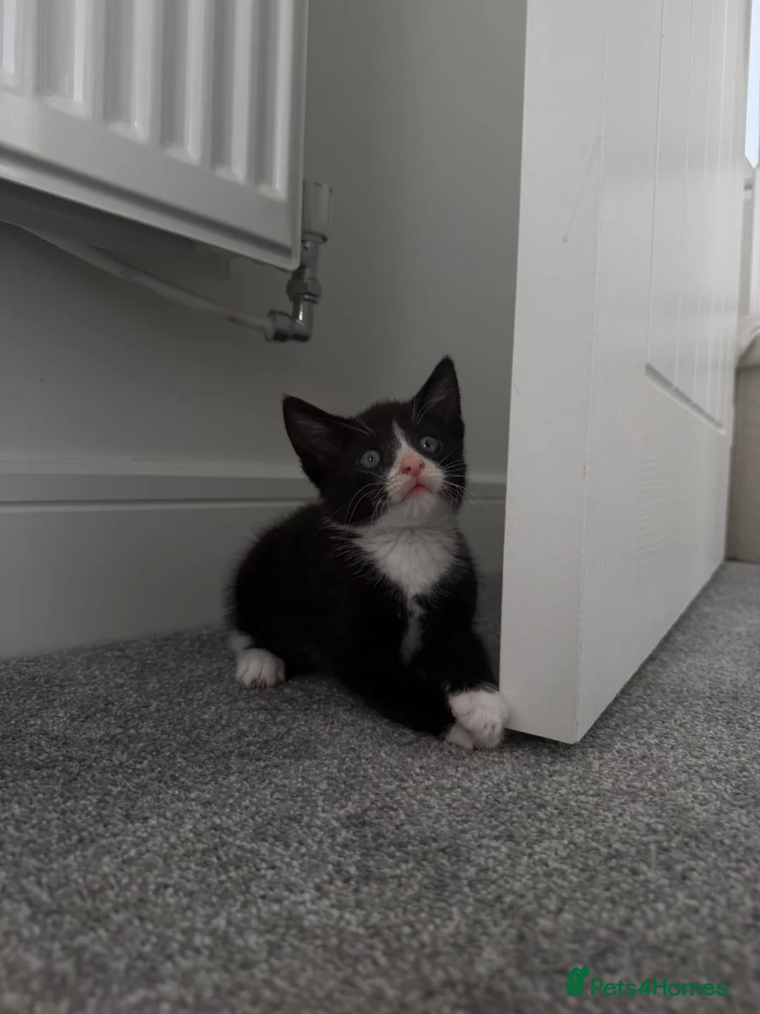 Mixed Breed cats for sale: lovely male kitten for sale  - Advert 2