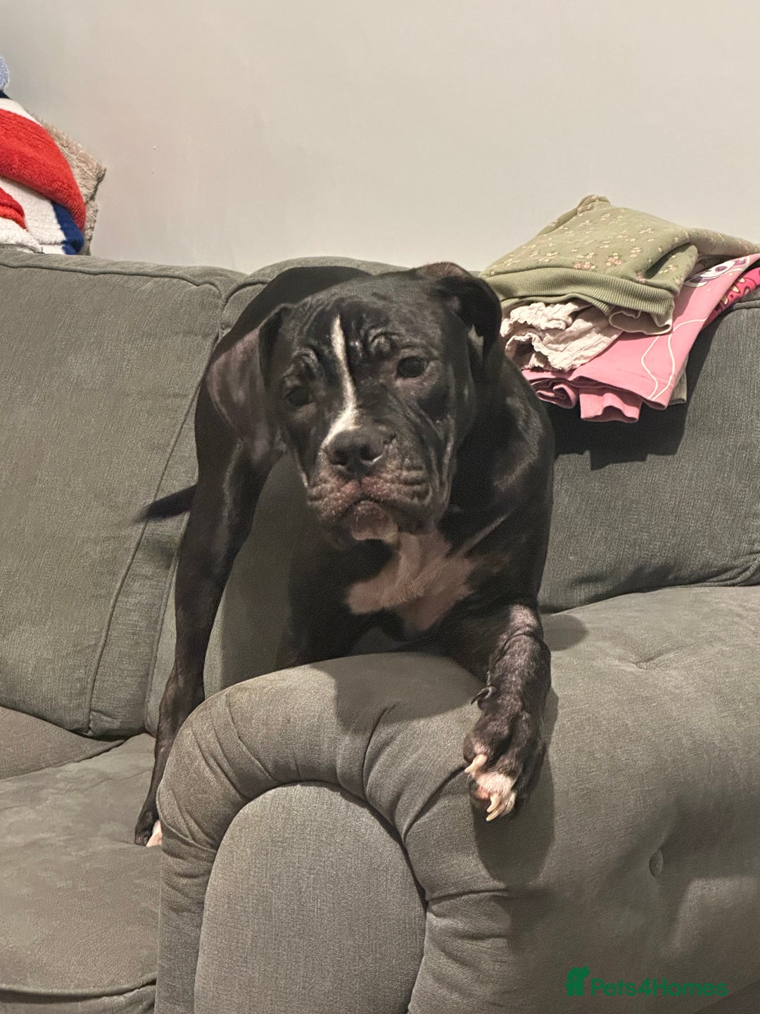 Mixed Breed dogs for sale: Cane Corso x Staffordshire Bull Terrier - Advert 2