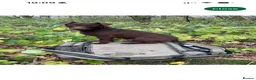 Patterdale Terrier dogs for sale: Patterdale terrier pups  - Advert 15